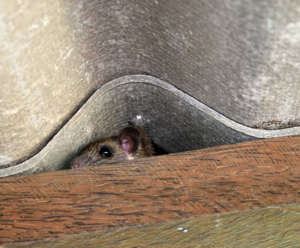 Why are there strange noises coming from my roof?